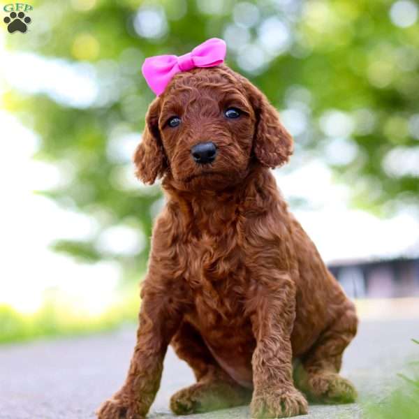 Coral, Goldendoodle Puppy